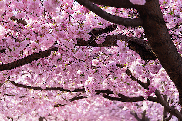 Nicklas Gustafsson - Cherry Blossom Trees