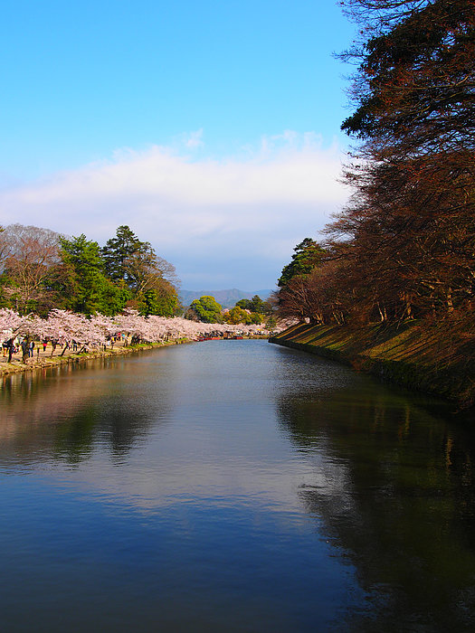 Cherry Blossoms In Castle Greeting Card by Osanpo (hideo Mizuno)