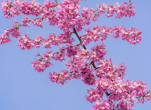 Marv Vandehey - Cherry Blossoms