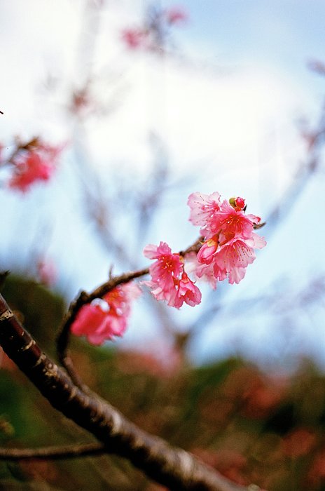 Cherry Blossoms Jigsaw Puzzle by Nathan Keirn - Fine Art America