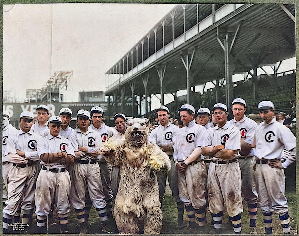Chicago Cubs vintage photo print team photograph bear mascot baseball  sports black and white photogr Wood Print by Celestial Images - Pixels