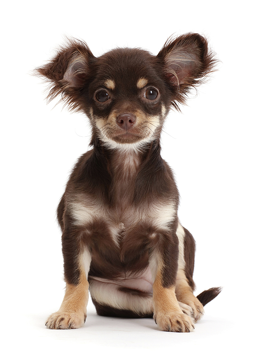 https://images.fineartamerica.com/images/artworkimages/medium/2/chocolate-and-tan-chihuahua-sitting-mark-taylor.jpg