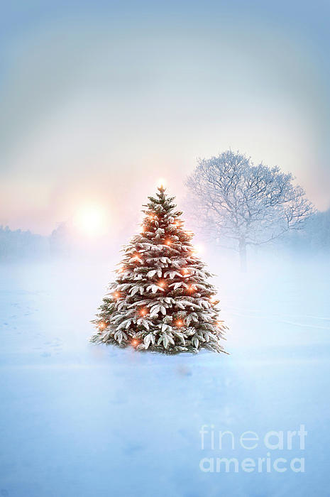 https://images.fineartamerica.com/images/artworkimages/medium/2/christmas-tree-with-fairy-lights-outside-in-fallen-snow-at-sunse-lee-avison.jpg