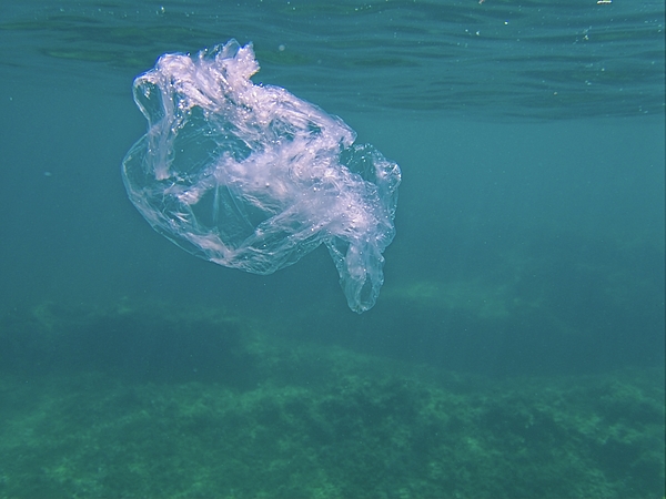 Underwater View Of A Jellyfish From The Mediterranean Sea by Cavan Images