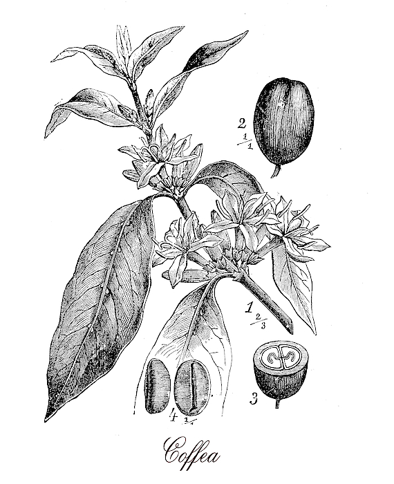 coffee bean plant illustration