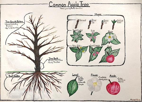 Common Apple Tree Guide Fleece Blanket
