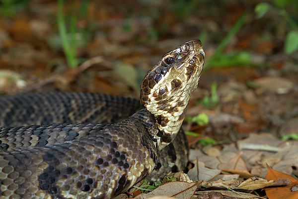 cottonmouth mask