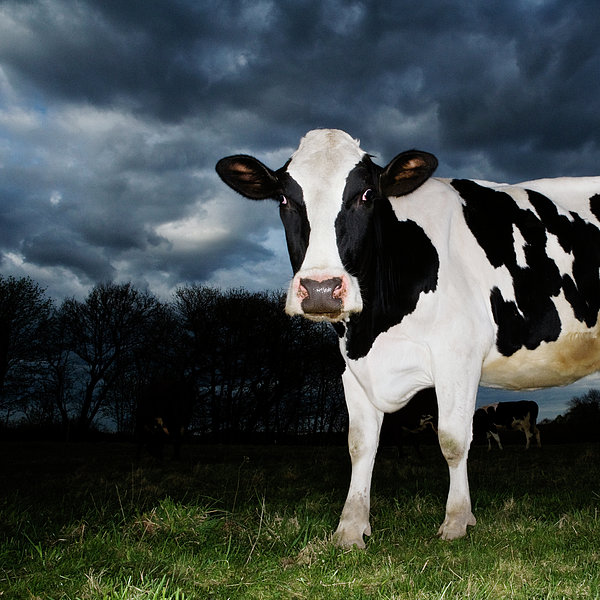 Cow In Evening Light by Roine Magnusson