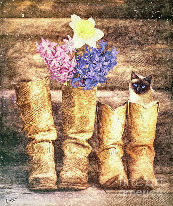 cat in cowboy boots