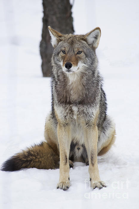 Coyote sitting peacefully in the snow Sticker by Celine Bisson - Fine Art  America