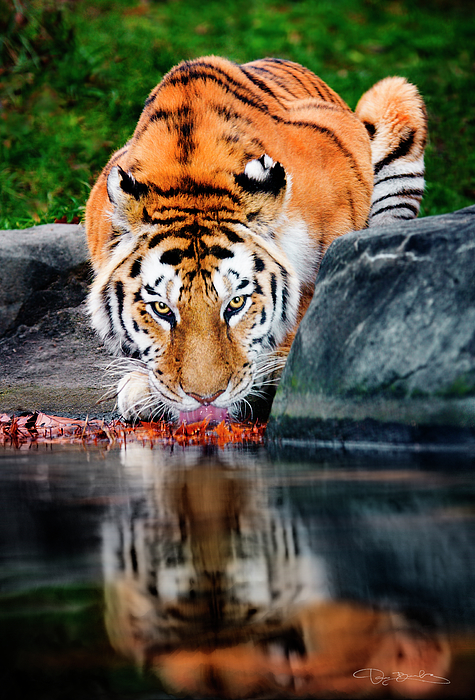 Crouching Bengal Tiger Life Size Statue 