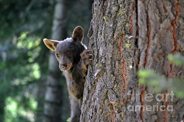 Debby Pueschel - Cub in the Tree