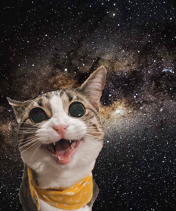 Laser Eyes Space Cat Riding Sloth, Dog - Rainbow iPhone 7 Plus Case by  Random Galaxy - Fine Art America