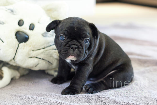 Cute French Bulldog Puppy Sitting On A Soft Blanket With His