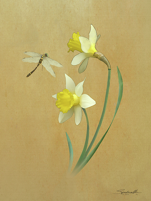 M Spadecaller - Daffodils and Dragonfly