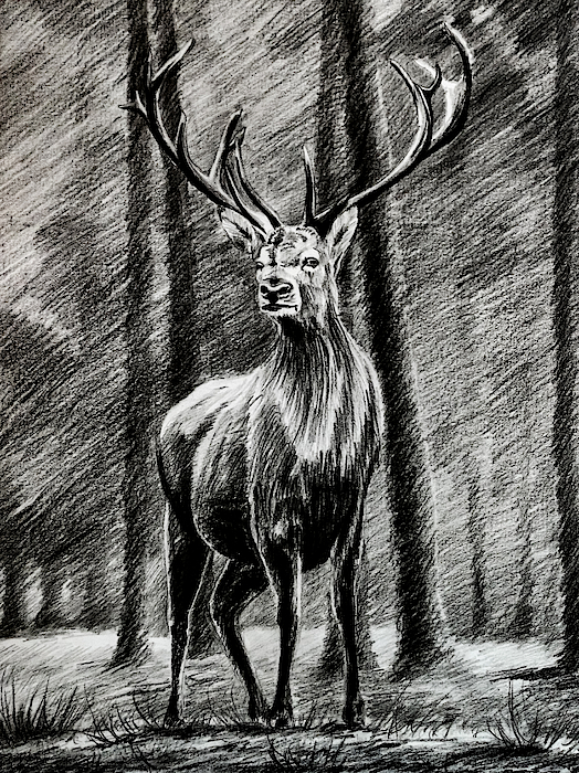 Stag / deer pencil drawing painting unique gift (print) | eBay