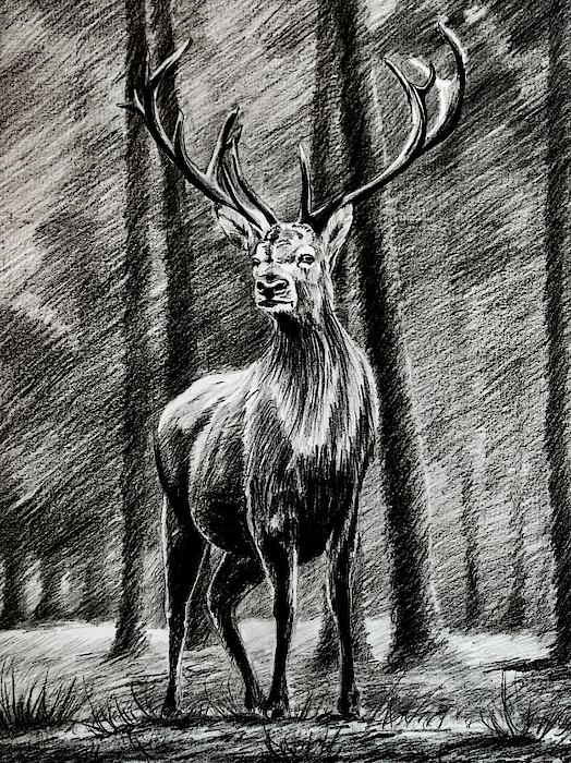 Baby deer pencildrawing@TaposhiartsAcademy - YouTube