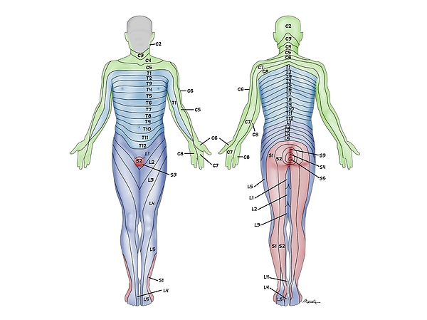 Dermatome Skin Sensory Areas Greeting Card by Maurizio De Angelis ...