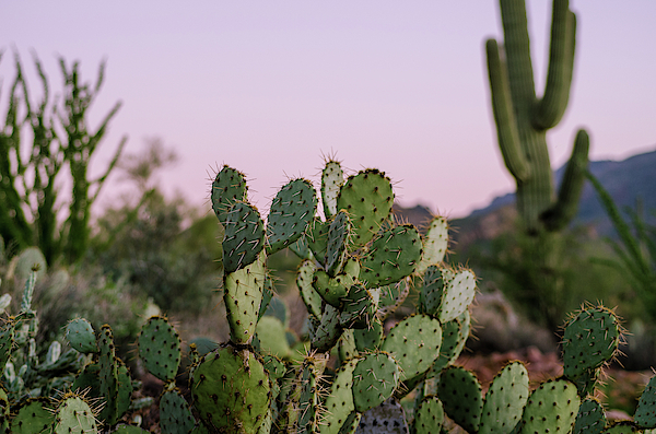 Desert Art