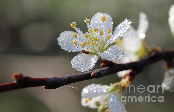 Imladris Images - Dew Covered Blackthorn Prunus spinosa blossom