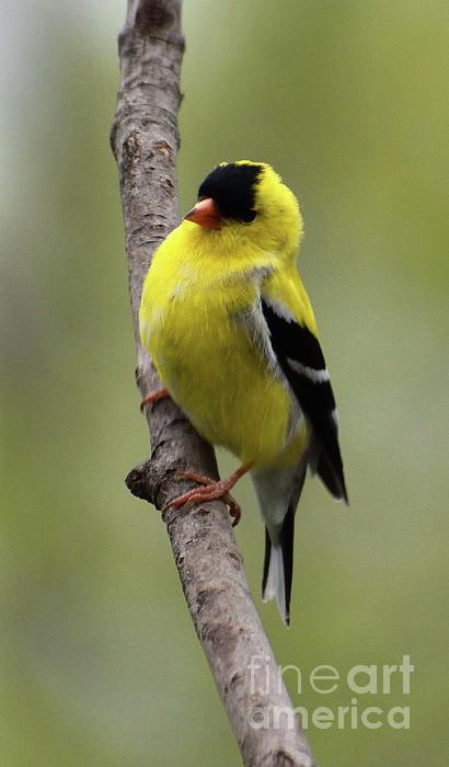 Cindy Treger - Dignified American Goldfinch