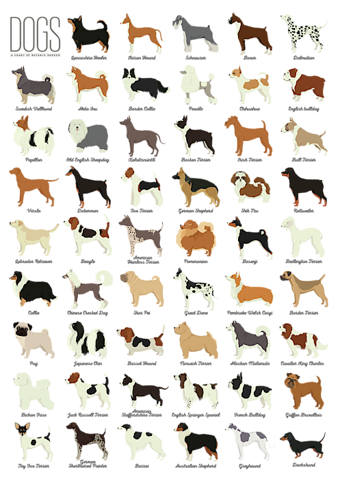 Dog Breeds Who Can Get Mats