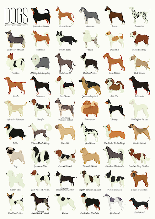 dog breed jigsaw puzzles