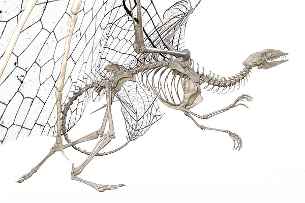 Dragon Skeleton Digital Art