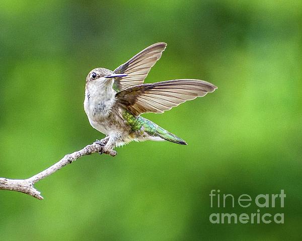 Cindy Treger - Elegant Beauty - Juvenile Ruby-throated Hummingbird