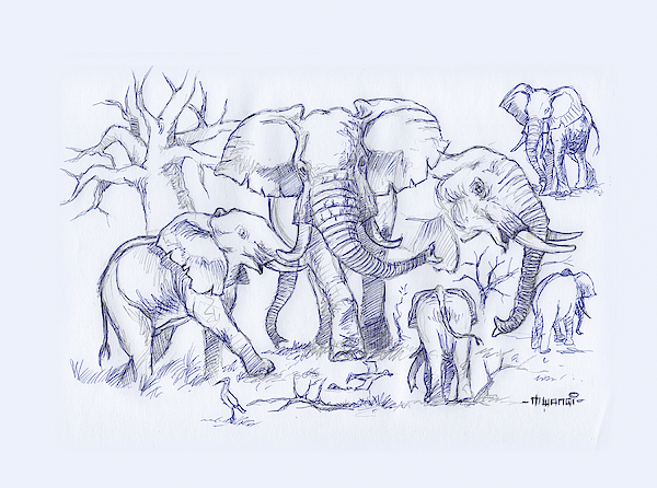 Elephant And Cattle Egrets Sketches Drawing