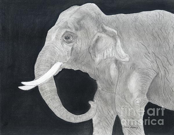Elephant Drawings