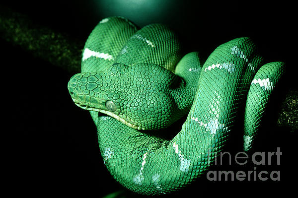 Snake Scales Texture of a Tree Boa, Corallus enydris, Constricto Photograph  by Wernher Krutein - Pixels