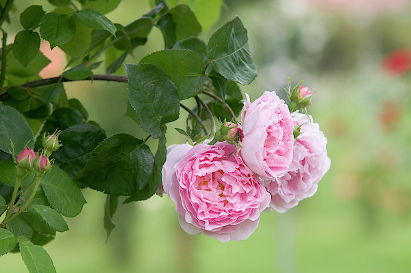 English Rose Farms Pina Colada Zen Tote Bag (individual) | English Rose  Farms