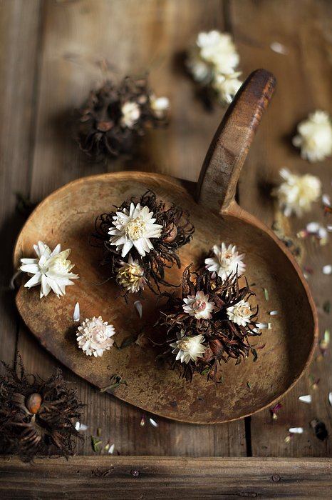 Dried Everlasting Flowers - Natural Helichrysum