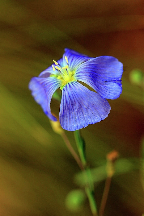 Natural Abstract Photography - Exploiting the Talents - Blue Flax