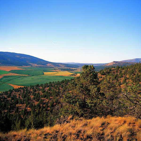 Large sandstone monolith seen beyond a few trees in Oak Creek Canyon -  ARIZ400 00210 Coffee Mug by Kevin Russell - Pixels