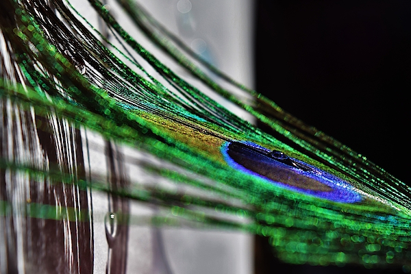 Peacock Feather and Water Drop: Royal Still Life Photography Fine Art Macro  Photography Home Decor Peacock Print 