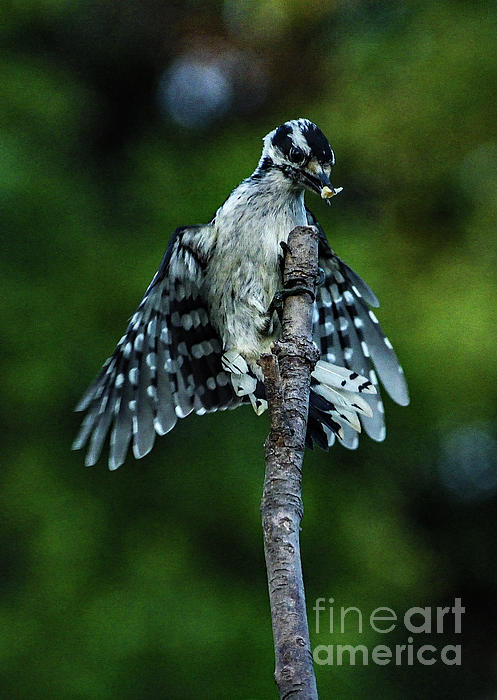 Cindy Treger - Female Downy Woodpecker Landing