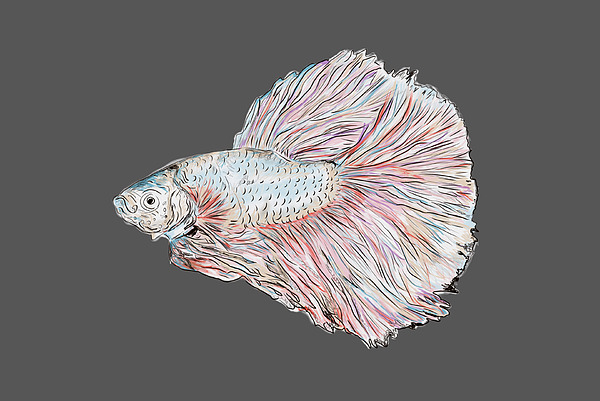 Fish Painting Painting