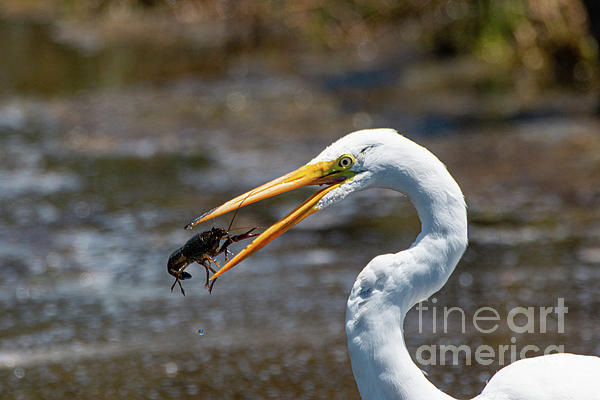 Egret Art
