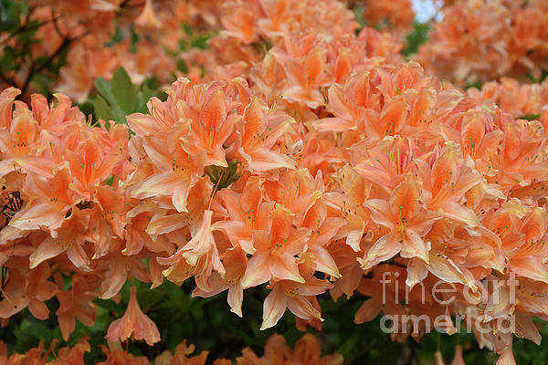 Flowering Orange Azalea Shrub Blooming on a Spring Day Shower Curtain by  DejaVu Designs - Pixels