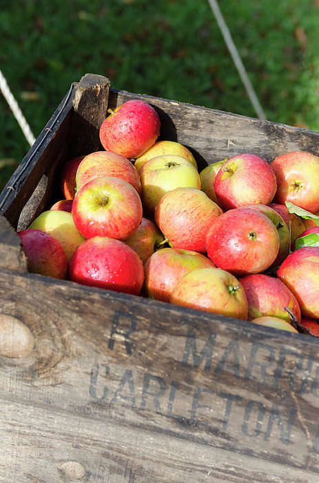 Fresh Apples In Wooden Box Tote Bag by Liam Bailey 