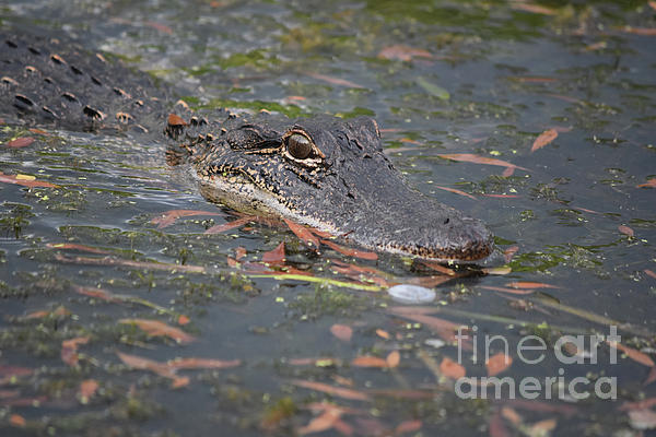 https://images.fineartamerica.com/images/artworkimages/medium/2/gator-prowling-through-shallow-bayou-waters-of-louisiana-dejavu-designs.jpg