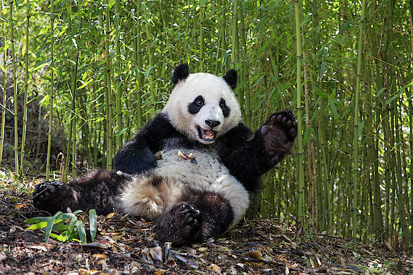 https://images.fineartamerica.com/images/artworkimages/medium/2/giant-panda-sitting-wolong-nature-reserve-sichuan-china-suzi-eszterhas--natureplcom.jpg