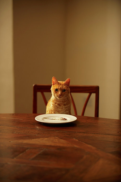 https://images.fineartamerica.com/images/artworkimages/medium/2/ginger-tabby-cat-sitting-at-dining-janie-airey.jpg