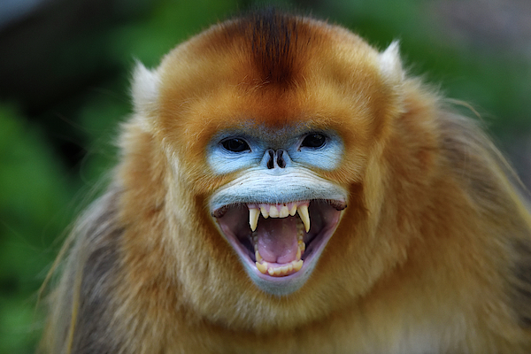 Golden Snub-nosed Monkey Screaming, Shaanxi, China Zip Pouch by 