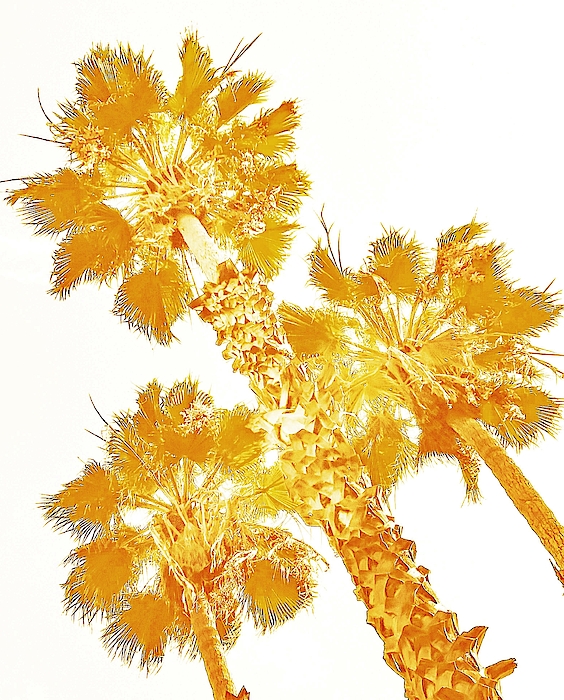 Golden State Palms by Richard Cuevas Zip Pouch