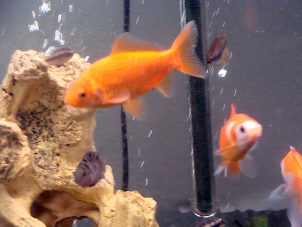 Angel goldfish hot sale