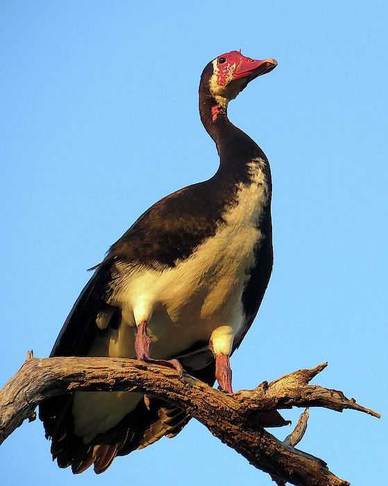 Goose Photographs