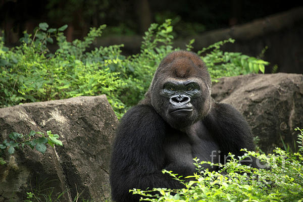 Gorilla male silverback great ape of Africa sitting in green jungle bushes  Throw Pillow